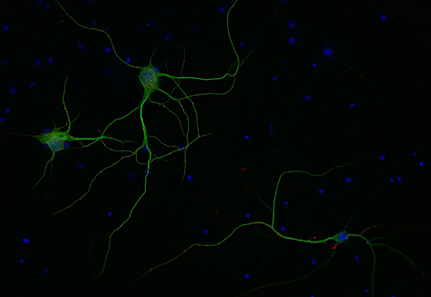 Gephyrin Recombinant chicken - image 1